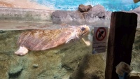 Unechte Karettschildkr&ouml;te (Caretta caretta)